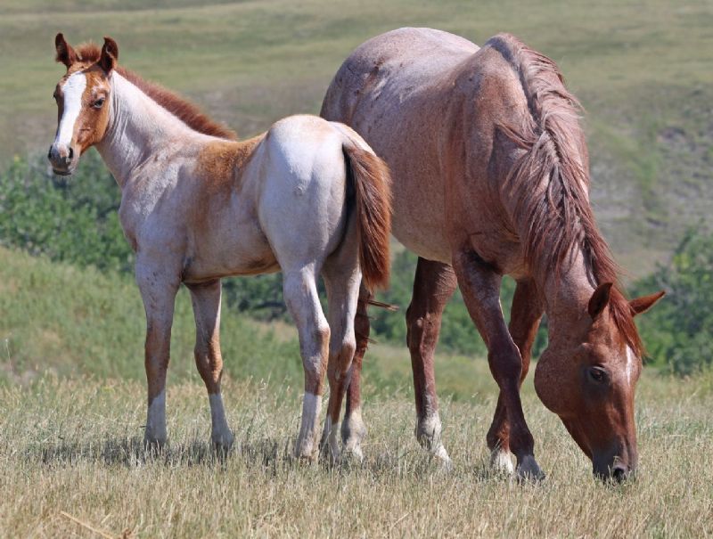050 - U Bet Im Fancy filly